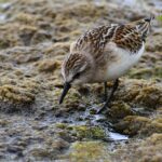 Account manager cybersécurité : pôle d’excellence brestois