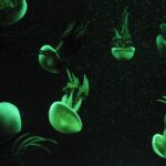 Commercial biotech marine : secteur en croissance