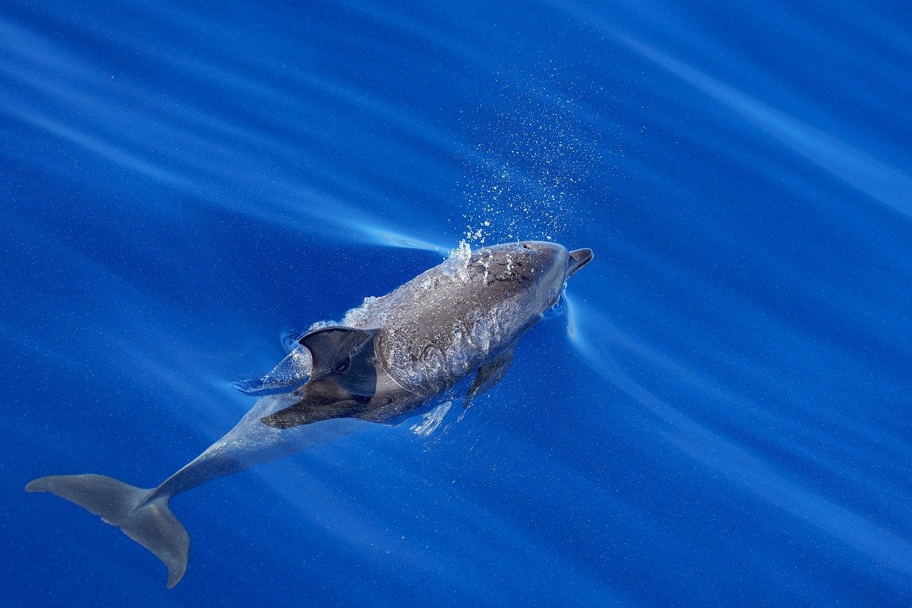 découvrez notre sélection exclusive de bateaux et équipements marins à vendre. profitez des meilleures offres pour votre passion nautique avec marine sales.